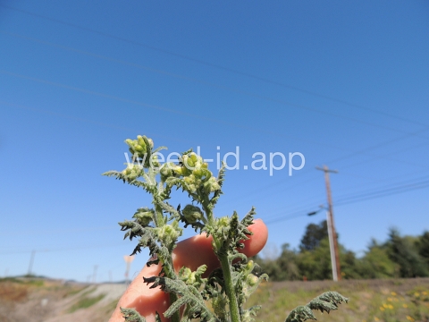 groundsel, woodland